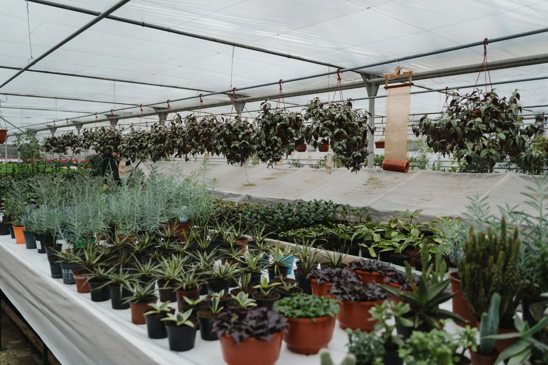 Bos Plantenkwekerij