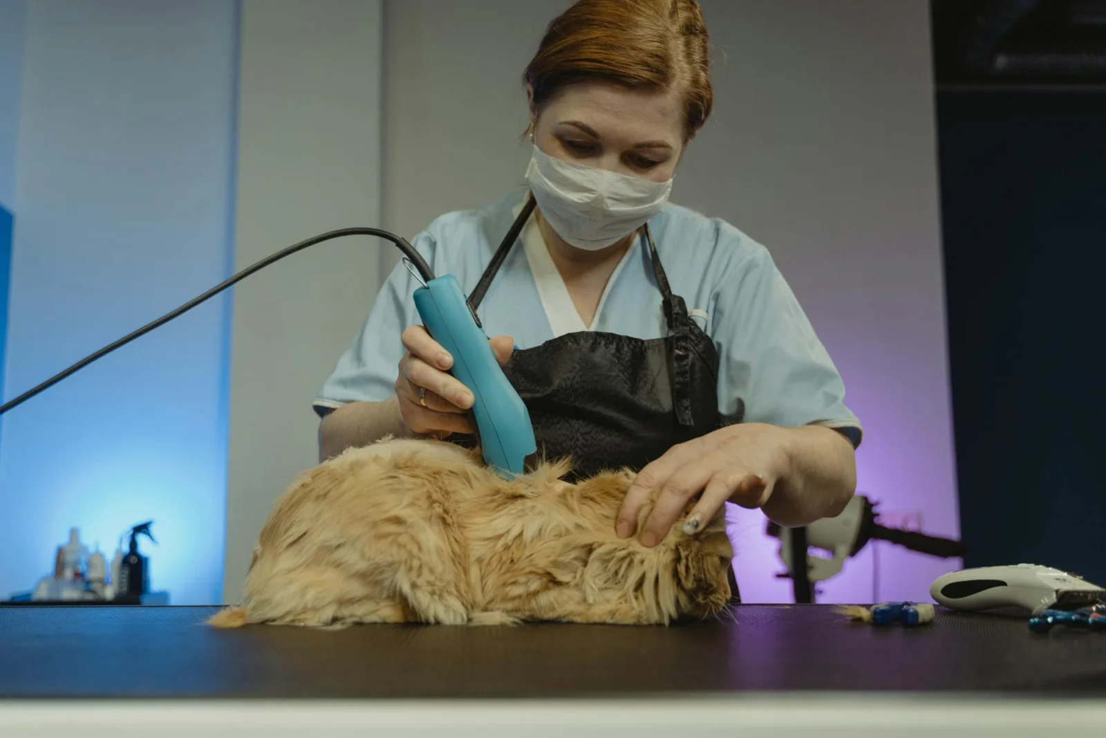 Dieren EHBO