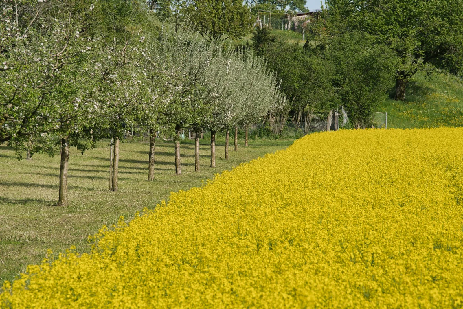 Perenteelt