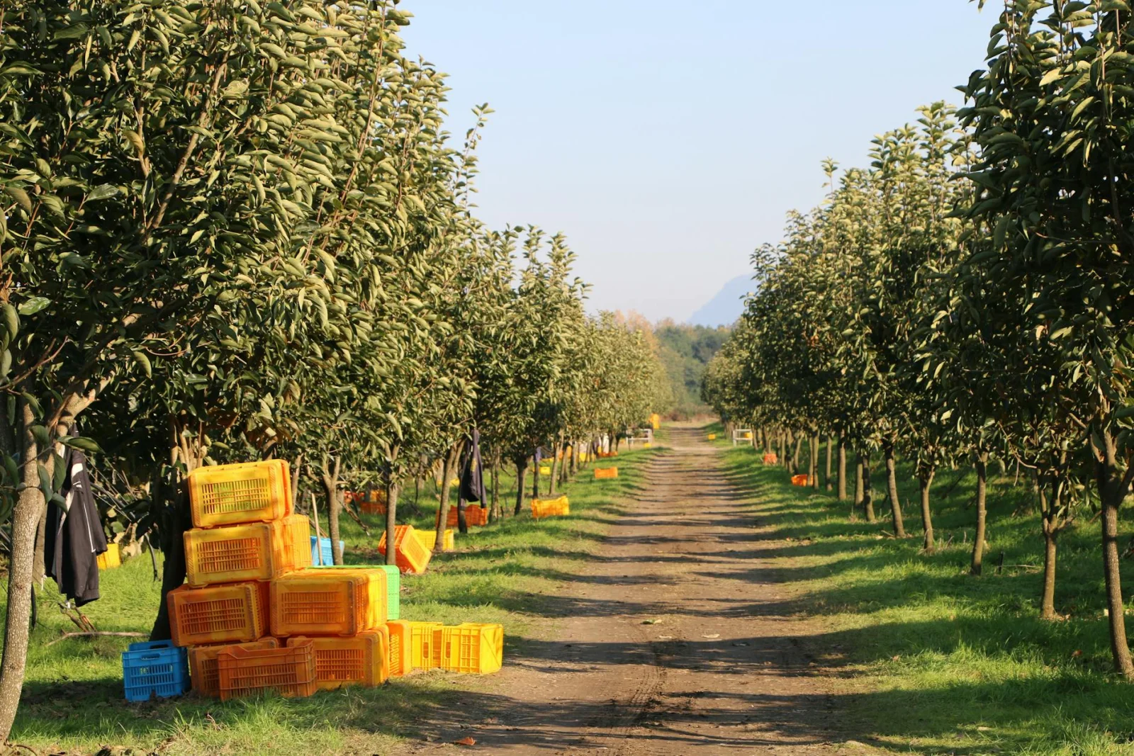Appelteelt
