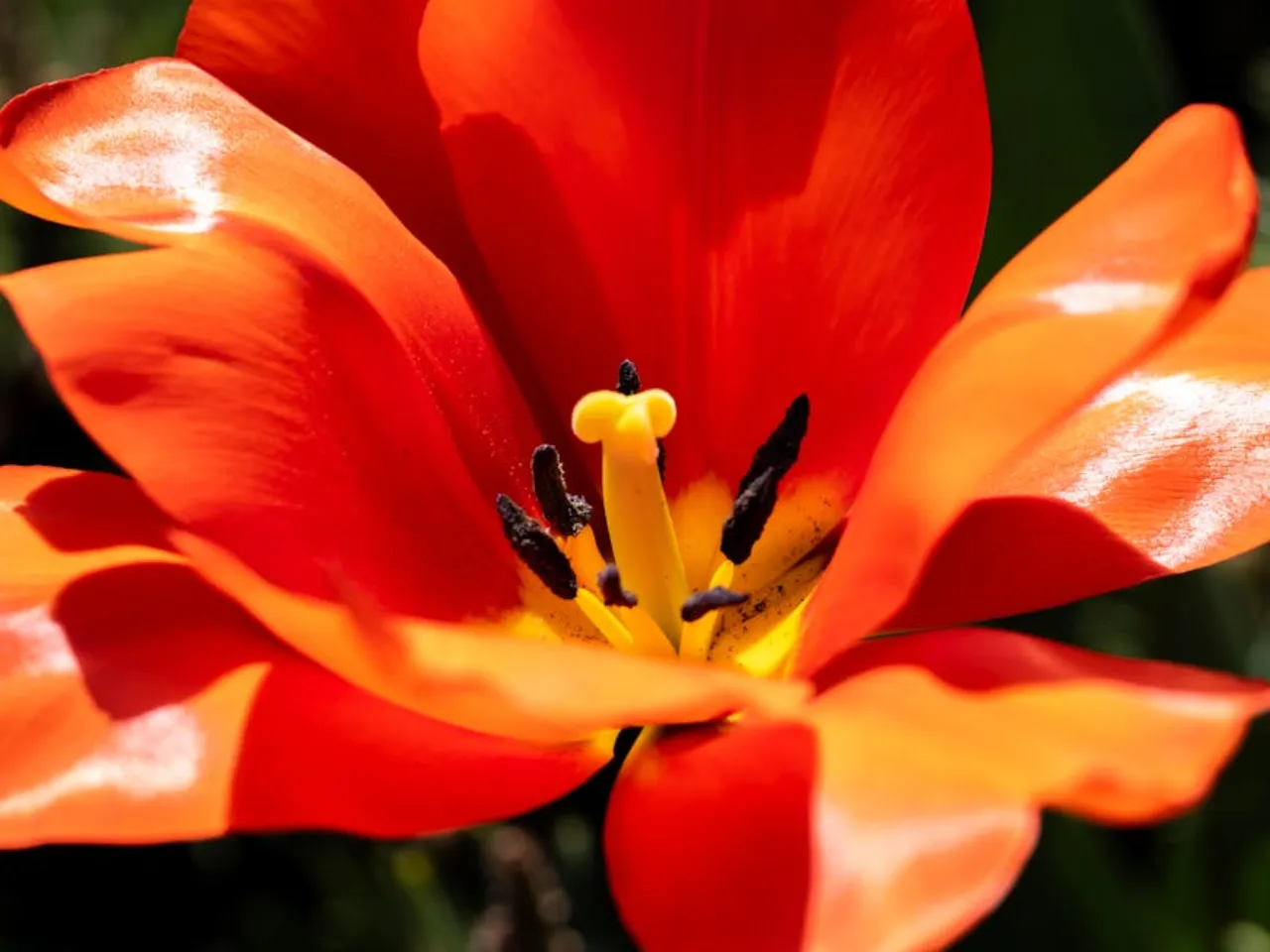 Tuinadvies